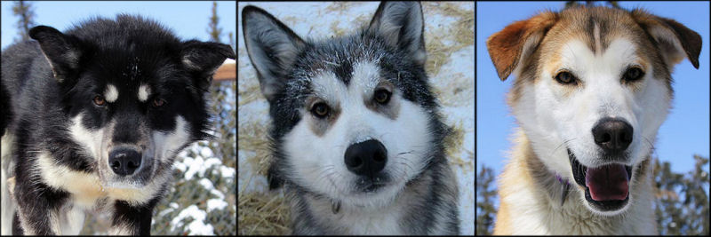 breed puppies