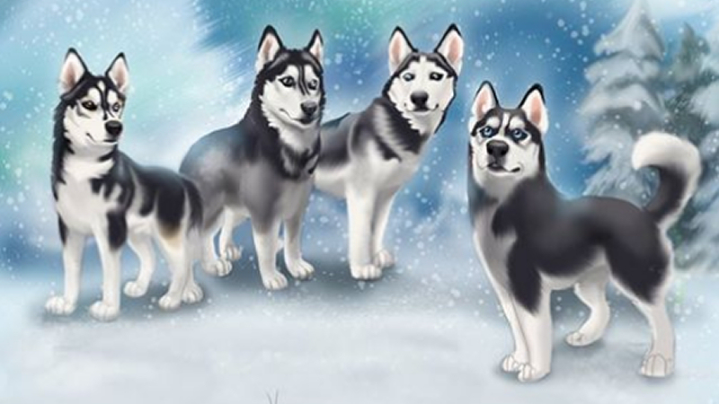 cameo anderson sled dog husky portrait art 001