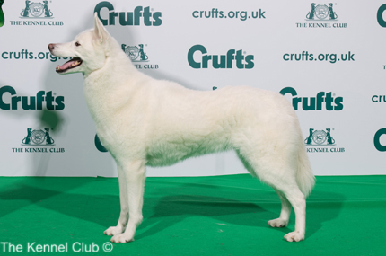 crufts 2020 siberian husky best of breed amical snow white