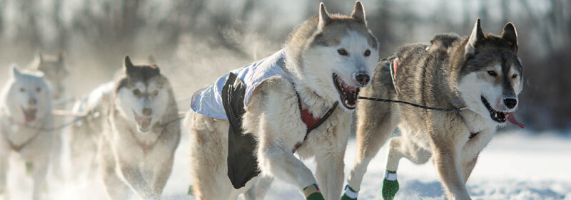 dog sled team