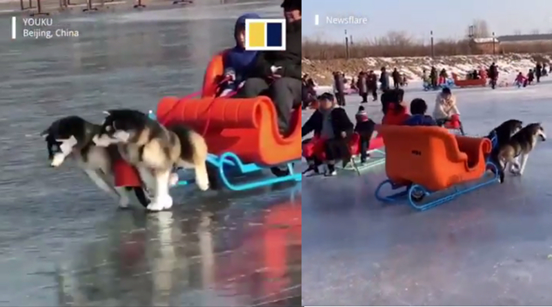 electric sled china
