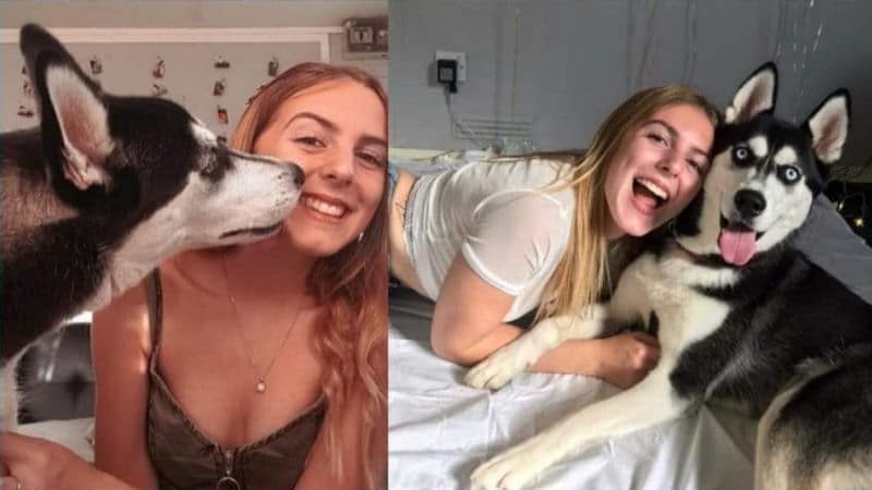harlow stolen husky northernwolf
