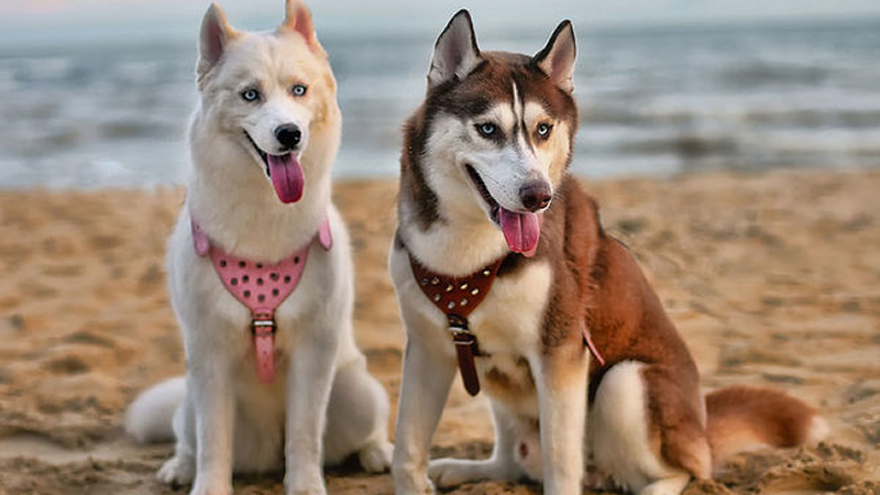 heat stroke