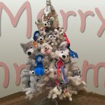 husky christmas tree pic of month december 2017 northernwolf