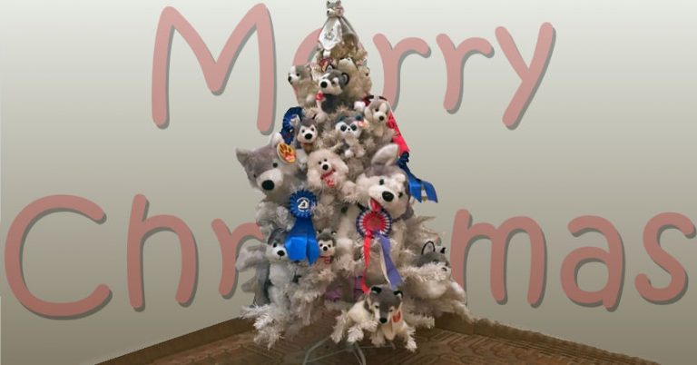 husky christmas tree pic of month december 2017 northernwolf