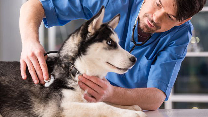 husky puppy at vets