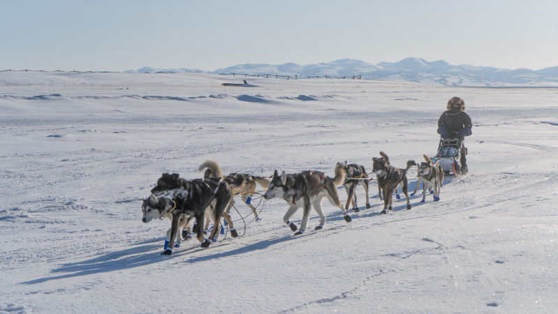 interview with eddie burke jr talking to mushers northernwolf 004