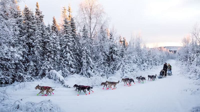 jeff deeter black spruce 001 northernwolf