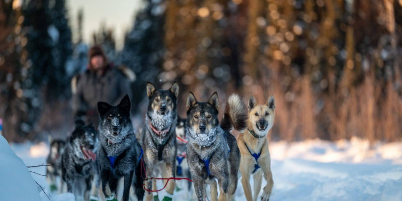 Jeremiah ovard meet the rookie iditarod 2027 northernwolf (2)