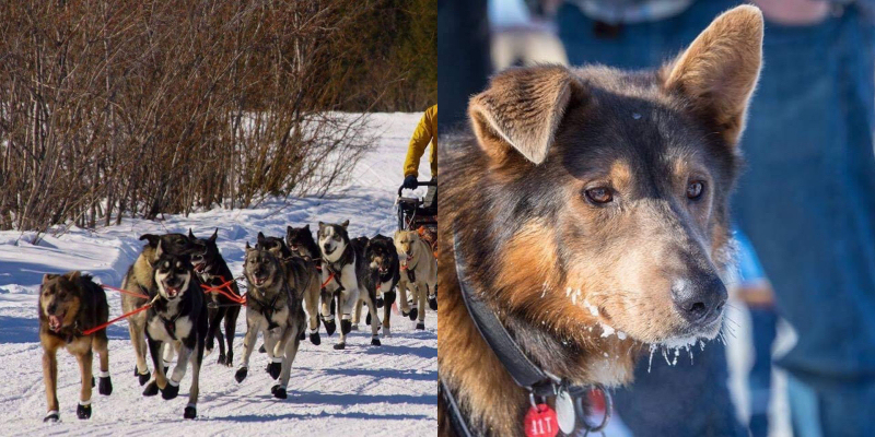 jessie holmes gets ready for iditarod 2020