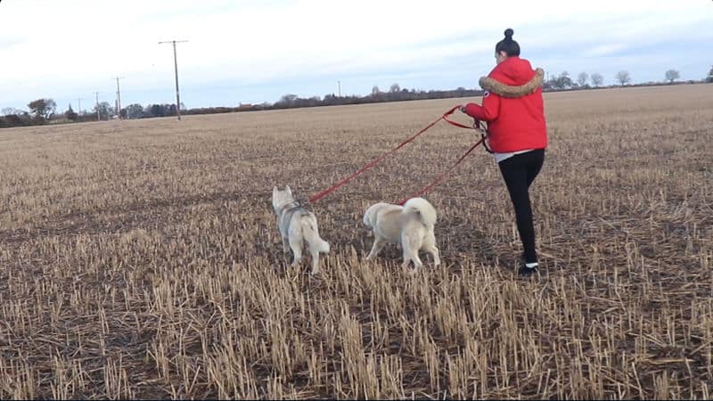 mushing-matters-image