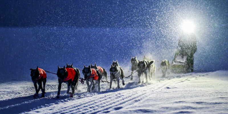 Northernwolf iditarod rookies 2026 jaye foucher 003