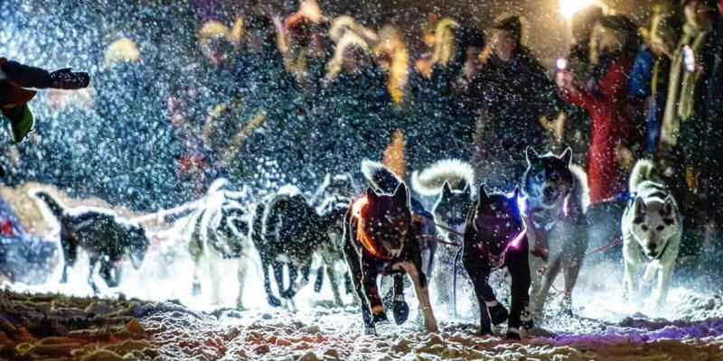Northernwolf iditarod rookies 2026 jaye foucher 005