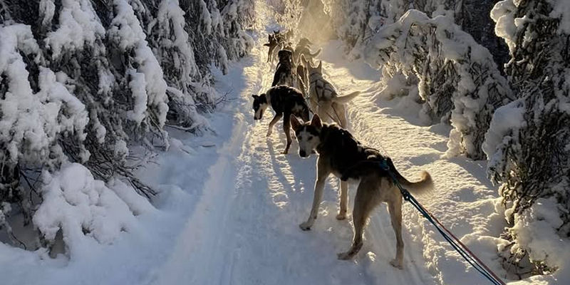 Northernwolf iditarod rookies 2027 travis vanderhoof