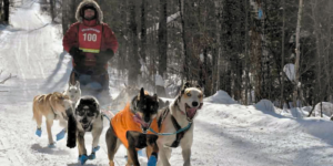 Northernwolf iditarod rookies 2027 travis vanderhoof