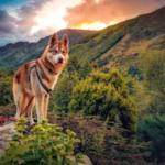 pic of month june 2019