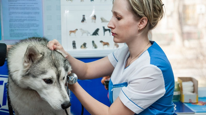siberian husky health