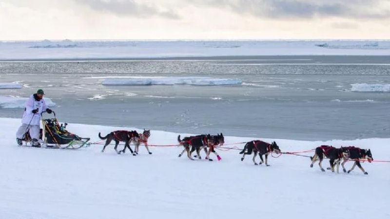 team cant stop jessie holmes northernwolf sled dogs