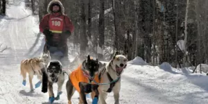 Northernwolf iditarod rookies 2027 travis vanderhoof