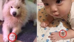 Samoyed birthmark