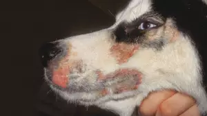 Zinc deficiency in sled dogs northernwolf huskies