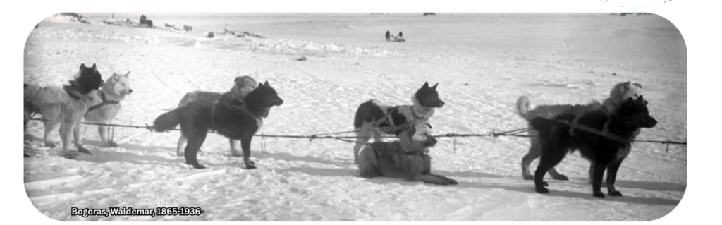 Yakutian laika bogoras waldemar