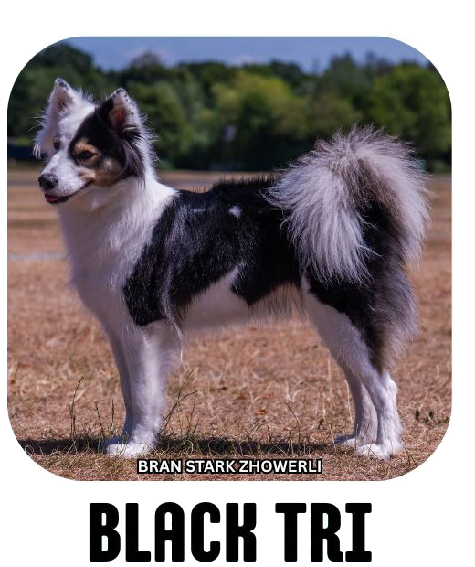 Yakutian laika coat colour black tri