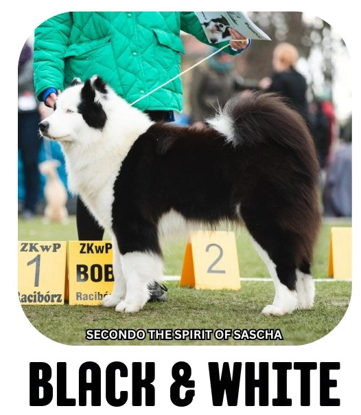 Yakutian laika coat colour black white