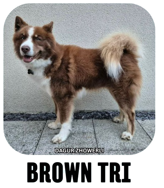 Yakutian laika coat colour brown tri