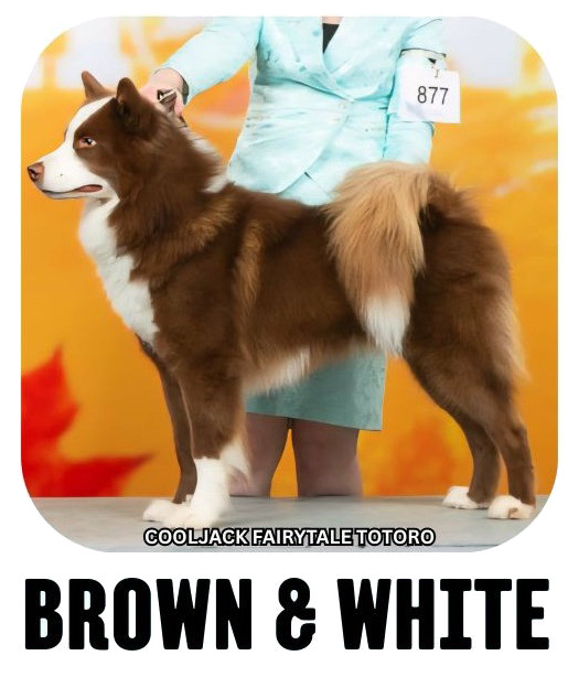 Yakutian laika coat colour brown white