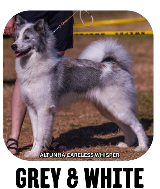 Yakutian laika coat colour grey white