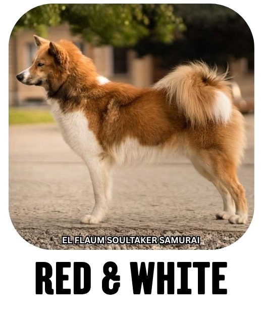 Yakutian laika coat colour red white