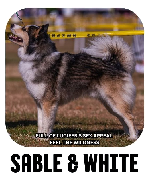 Yakutian laika coat colour sable white