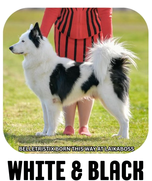 Yakutian laika coat colour white black
