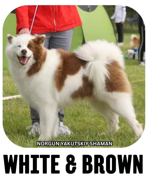 Yakutian laika coat colour white brown