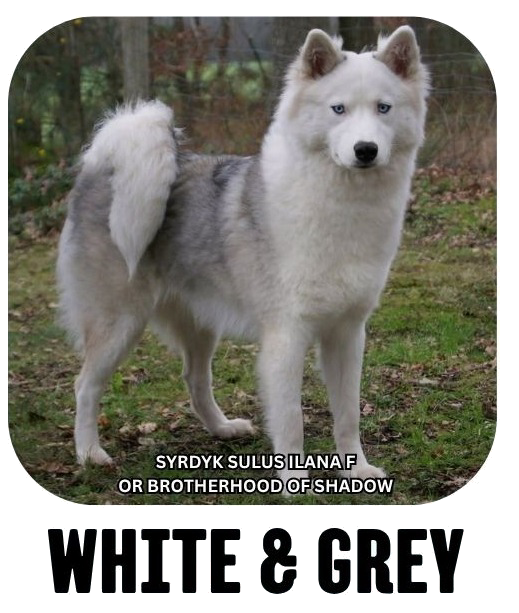 Yakutian laika coat colour white grey