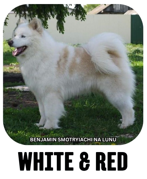 Yakutian laika coat colour white red