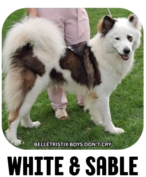 Yakutian laika coat colour white sable