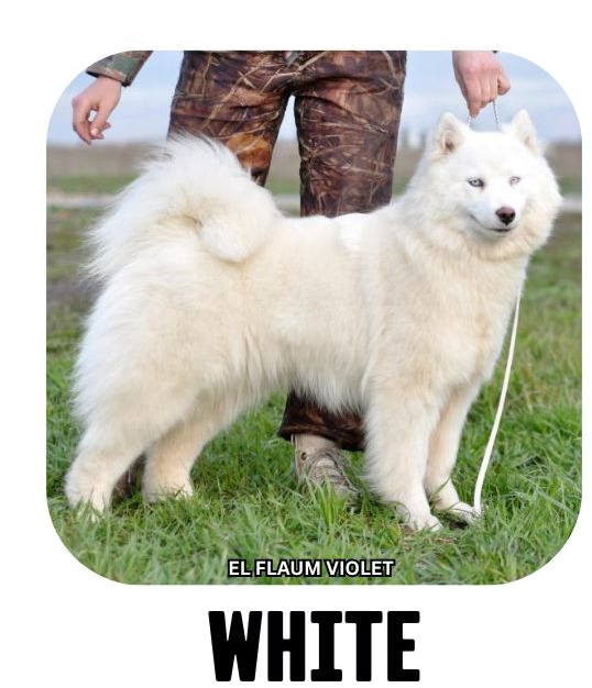 Yakutian laika coat colour white
