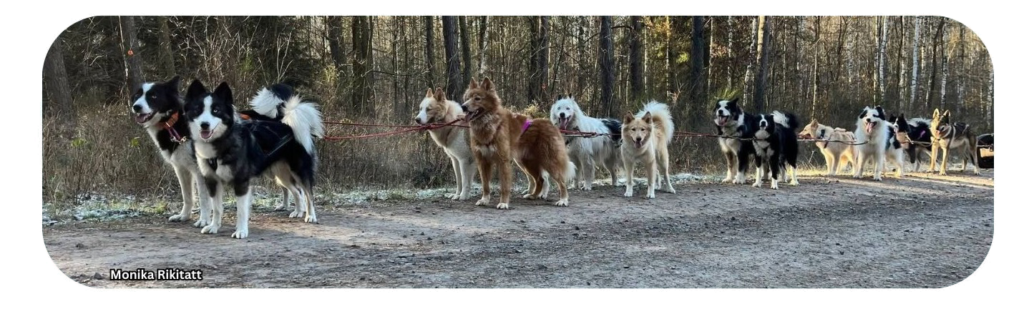 Yakutian laika monika rikitatt