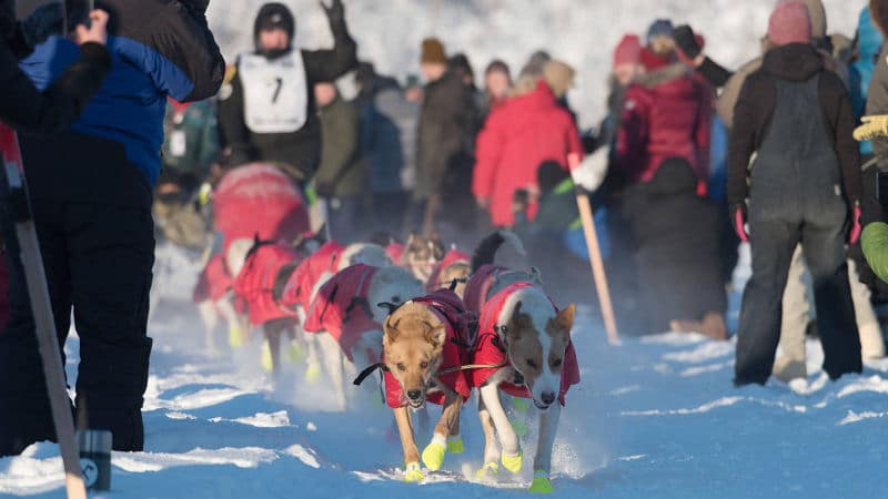 yukon quest 2022 dogs northernwolf