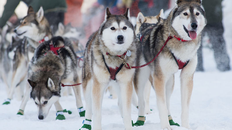 yukon quest 2022
